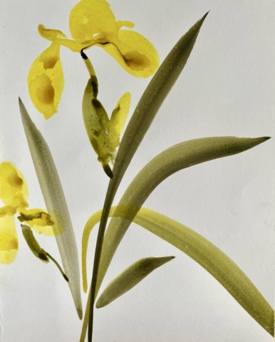 Delphine Geliot peinture lavis encre iris jaune