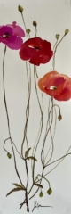 Delphine Geliot peinture lavis encre coquelicots