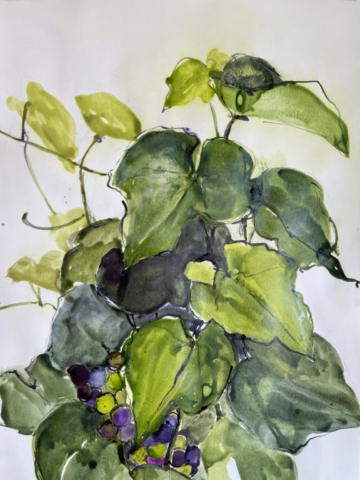 Delphine Geliot lavis peinture encre feuilles raisin